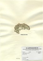 藏品(軟粉枝藻)的圖片
